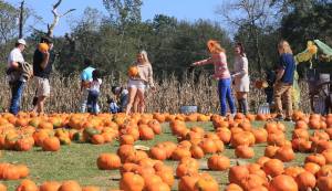 Top 5 Pumpkin Patches Near Sheffield