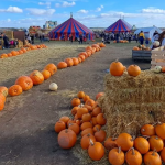 Top 5 Pumpkin Patches Near Sheffield